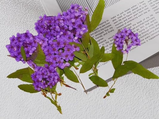 Set of 6 Purple Pressed Flowers: Real Dried Flower Stems