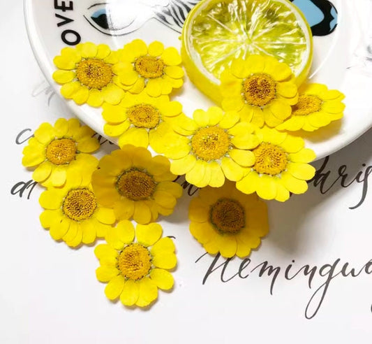 Pressed Chrysanthemum Flowers: Yellow Floral Craft Supply (12 PCS)