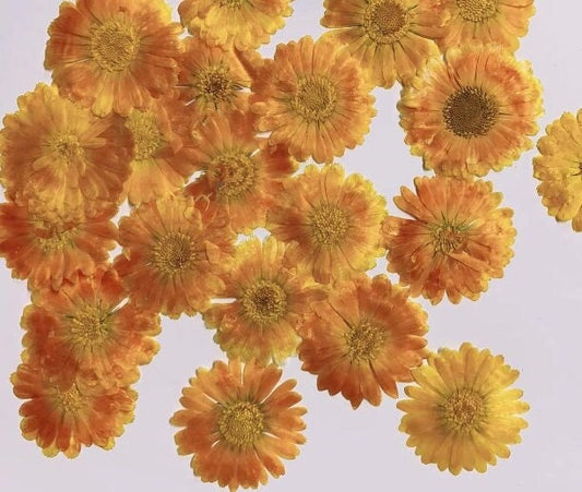 Orange Yellow Pressed Flowers: Dried Floral Embellishments (6 PCS/Pack)