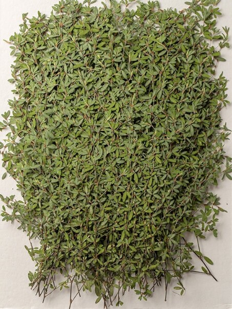 Pressed Green Leaves: Floral Decor, Paper Crafts (10 PCS)