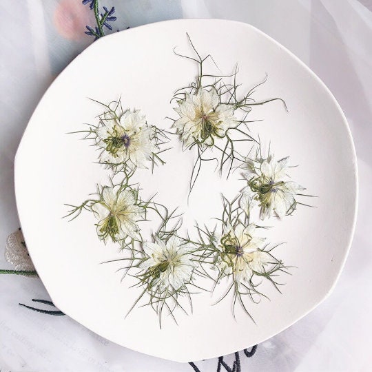 White Pressed Flowers: Real Dried Petals, Craft Supplies (10 PCS/PACK)
