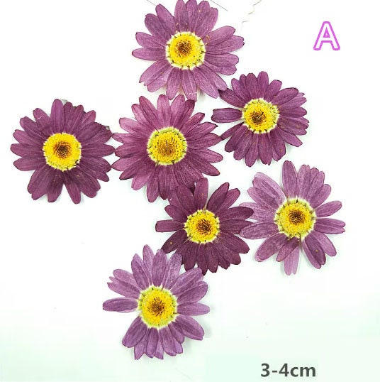 Purple Pressed Flowers: Scrapbooking Art, Set of 8