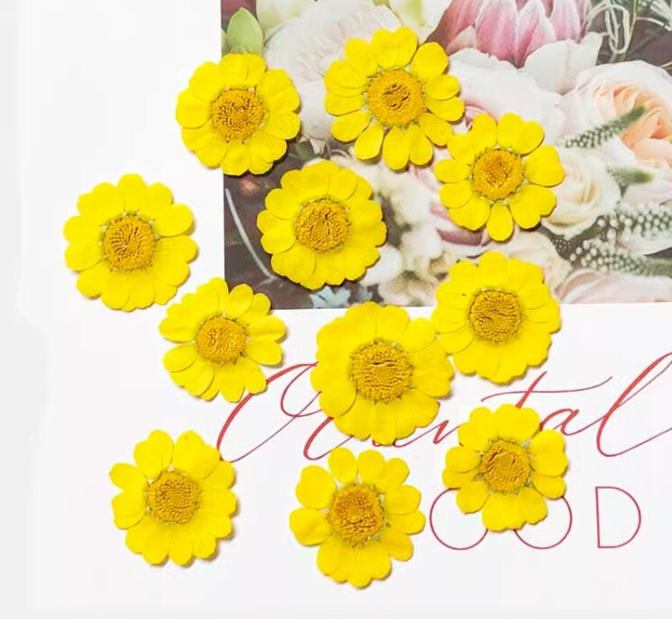 Pressed Chrysanthemum Flowers: Yellow Floral Craft Supply (12 PCS)