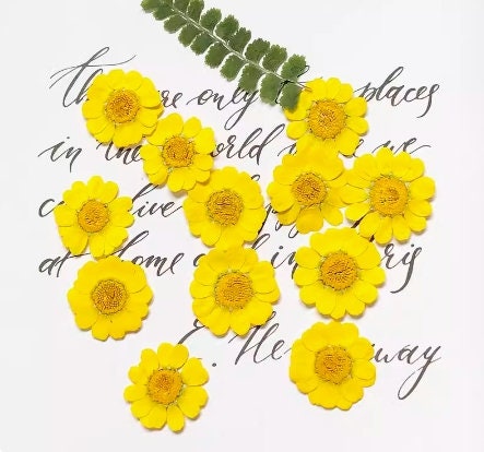 Pressed Chrysanthemum Flowers: Yellow Floral Craft Supply (12 PCS)