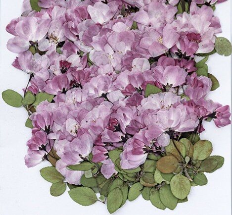 Dry flower for resin,6 PCS/Pack,Cherry Blossom dry Flower natural Flower Leaves Preserved Real Wild Flat Leaf Petal purple