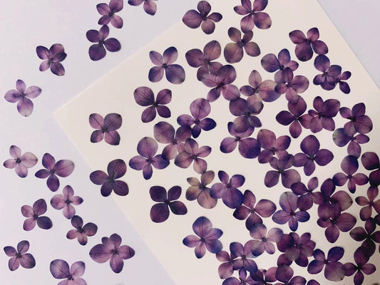 pressed flowers,small purple pressed flowers,12 PCS/PACK, purple flower,Dried flower,dried flowers,pressed flower,Hydrangea pressed flower