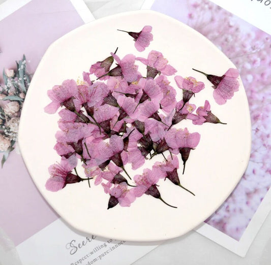 Dried Cherry Blossoms: Pressed Flower Floral, 12 PCS