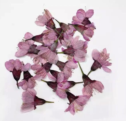 Dried Cherry Blossoms: Pressed Flower Floral, 12 PCS