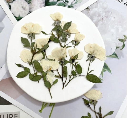 Pressed Flowers,rose white Pressed Flowers 6 PCS/Pack,Pressed Flower,Dry Flat Rice white rose Flower Stems Wild Dried flower Natural Floral