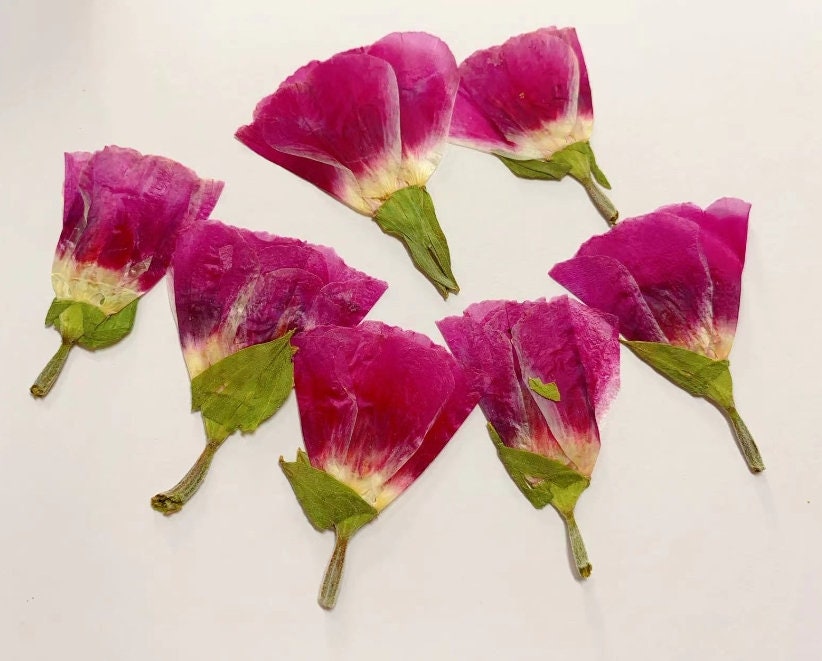 Pressed flower,Rose Pressed flower,6 PCS/pack,Pressed flower,Purple Dried Flowers,Dry Pressed Purple Flowers,Dried Flowers