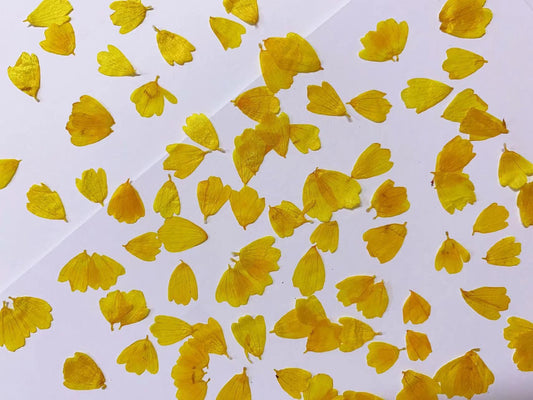 Yellow Pressed Flower Petals: Dried petals Dry Flower Craft Supply Set (20 PCS)wedding table decoration