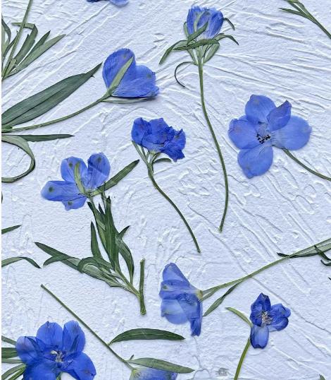 Resin dried flower,Pressed flowers,6 PCS/Pack Dried Pressed blue Flower,flower Stems Real Pressed  Flowers,dried flower