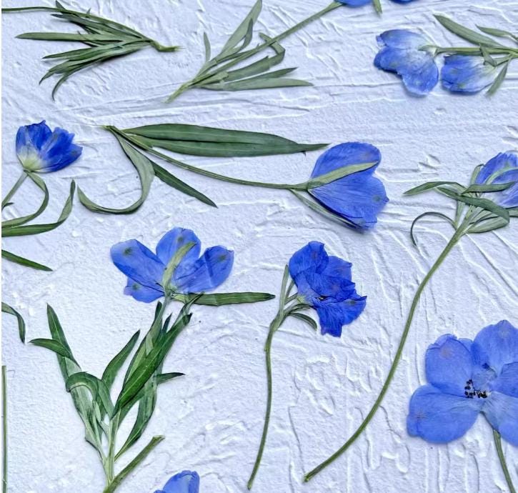 Resin dried flower,Pressed flowers,6 PCS/Pack Dried Pressed blue Flower,flower Stems Real Pressed  Flowers,dried flower