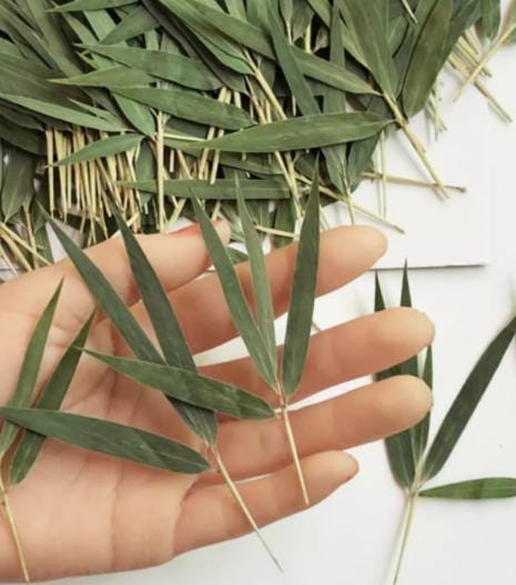 A Pack of 10 PCS  plants decor,Dried leaf decor,Dried bamboo leaves,plants Dried leaves,Pressed botanicals,Village craft