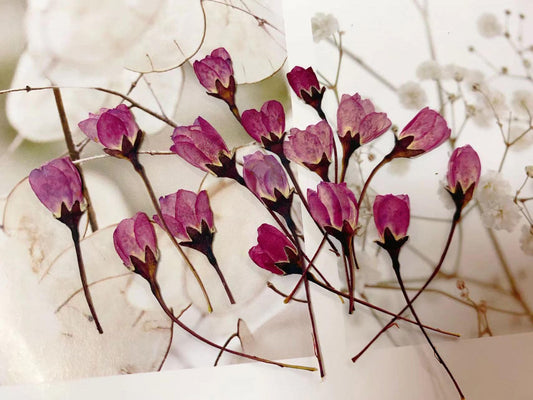 Pressed Purple Begonia Flowers for Resin, 12 PCS Flat Flower Pack