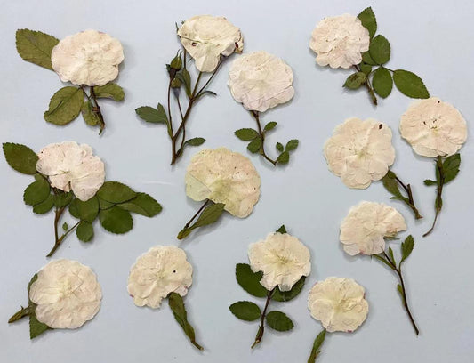 Pressed Flowers,rose beige Pressed Flowers 6 PCS/Pack,Pressed Flower,Dry Flat Rice white rose Flower Stems Wild Dried flower Natural Floral