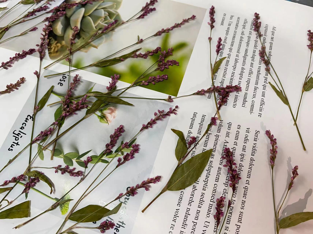 Pressed Dried Flowers,12 PCS/pack,Purple red Knotweed Flower Stem Real Pressed Flowers,Dry Natural Preserved Flowers Stems Flat Flower Stems