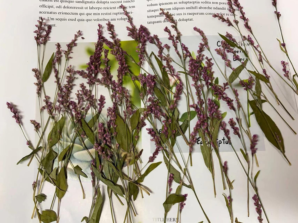 Pressed Dried Flowers,12 PCS/pack,Purple red Knotweed Flower Stem Real Pressed Flowers,Dry Natural Preserved Flowers Stems Flat Flower Stems
