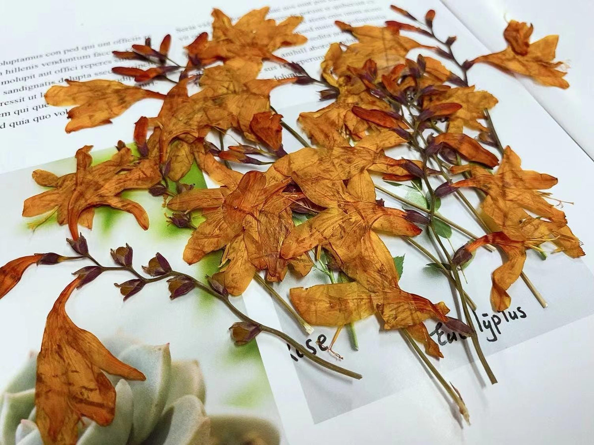 Orange Pressed Flame Orchid Flowers: Petal Floral, Bulk Dry Flower (6 PCS/Pack)Pressed dry flowers