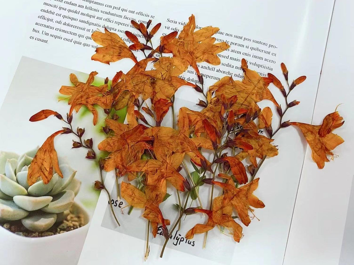 Orange Pressed Flame Orchid Flowers: Petal Floral, Bulk Dry Flower (6 PCS/Pack)Pressed dry flowers