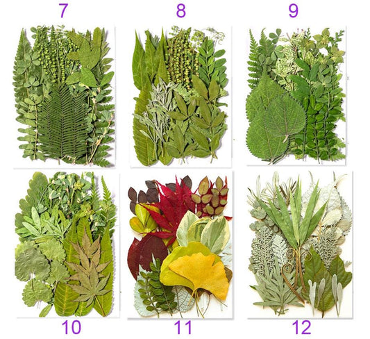 Real Pressed Leaves: Dried Botanical EmbellishmentsPressed dry flowers