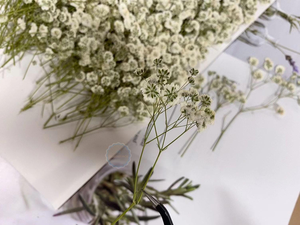 Wedding Flowers Invitaion,20 PCS/PACK White Baby's Breath Dried Pressed Flowers,Dried Real flat Flowers,Dry White Flowers(6-8CM)