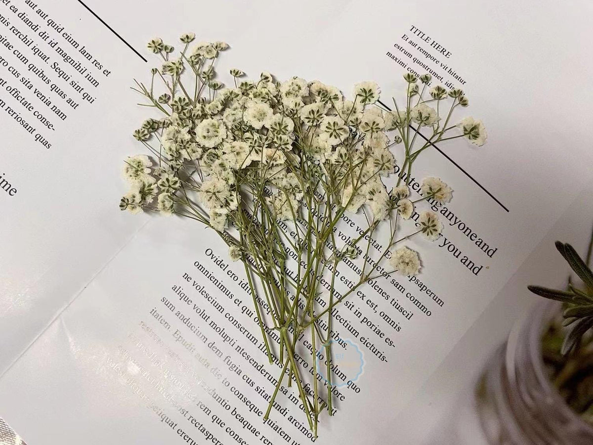 Wedding Flowers Invitaion,20 PCS/PACK White Baby's Breath Dried Pressed Flowers,Dried Real flat Flowers,Dry White Flowers(6-8CM)