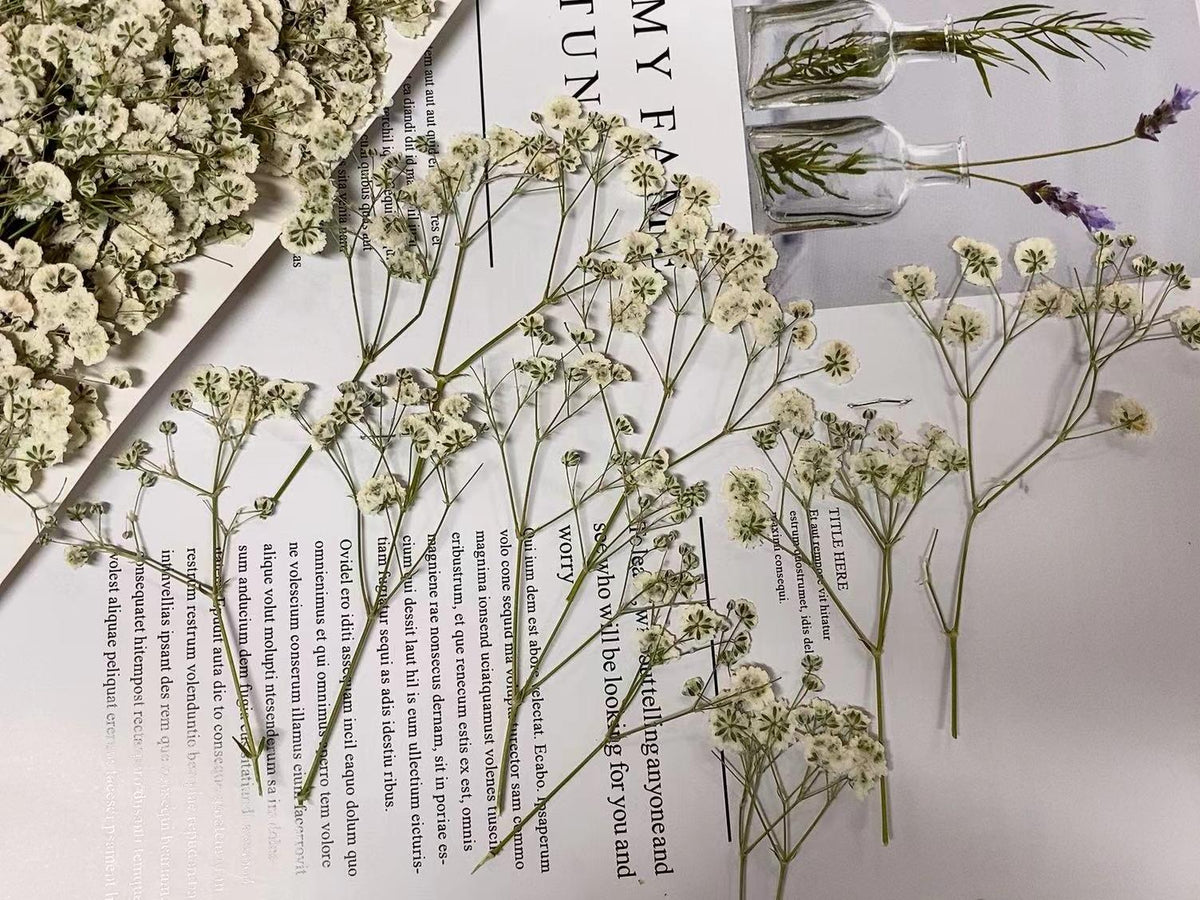 Wedding Flowers Invitaion,20 PCS/PACK White Baby's Breath Dried Pressed Flowers,Dried Real flat Flowers,Dry White Flowers(6-8CM)