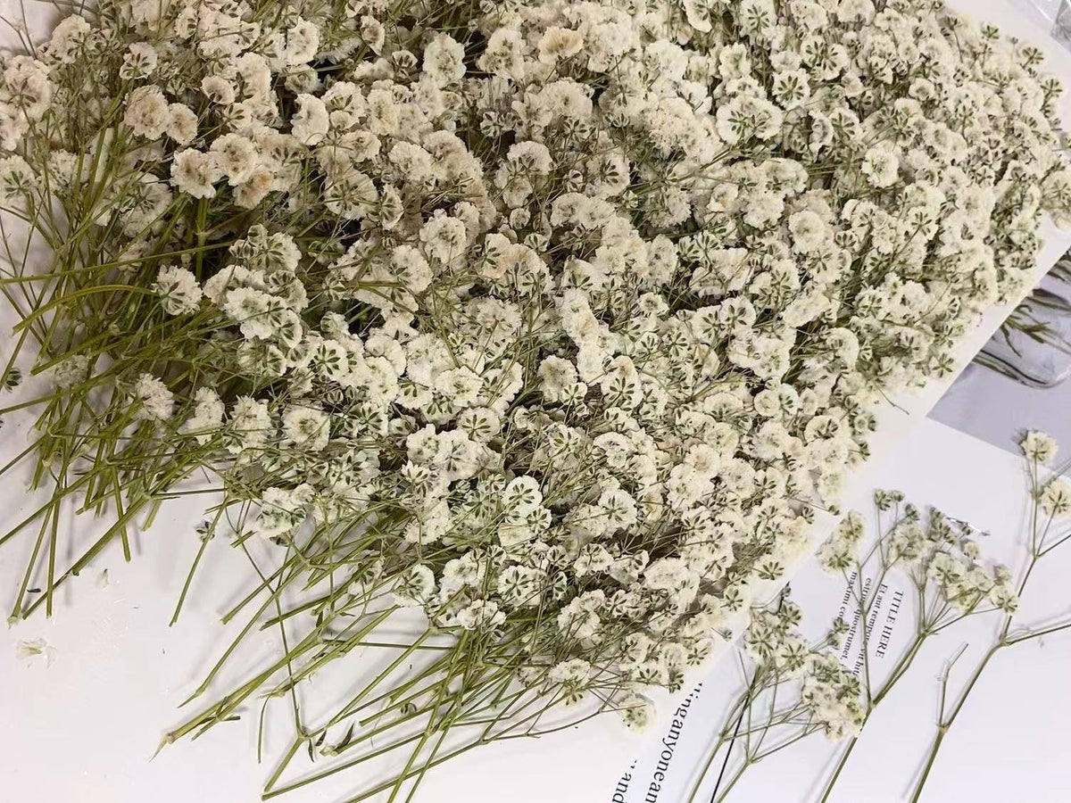 Wedding Flowers Invitaion,20 PCS/PACK White Baby's Breath Dried Pressed Flowers,Dried Real flat Flowers,Dry White Flowers(6-8CM)