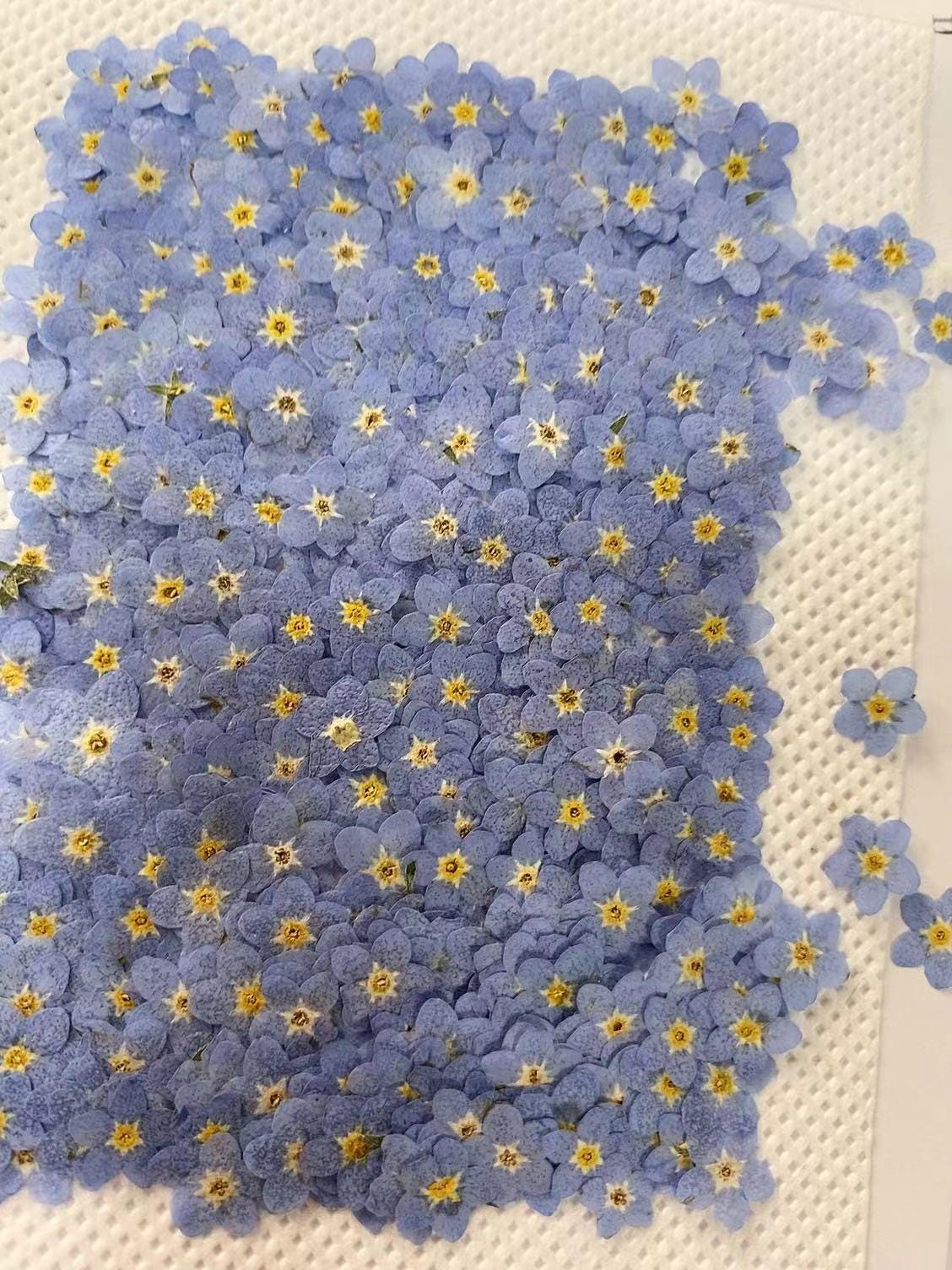 Set of 100 PCS,Pressed forget me nots,Blue forget me nots dried flower,Real Blue flower,dried flower petals,Small dried white flowers