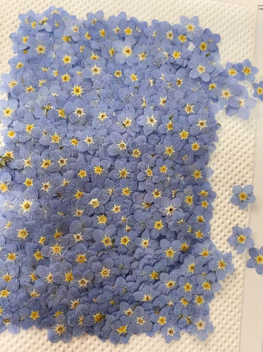 Set of 100 PCS,Pressed forget me nots,Blue forget me nots dried flower,Real Blue flower,dried flower petals,Small dried white flowers