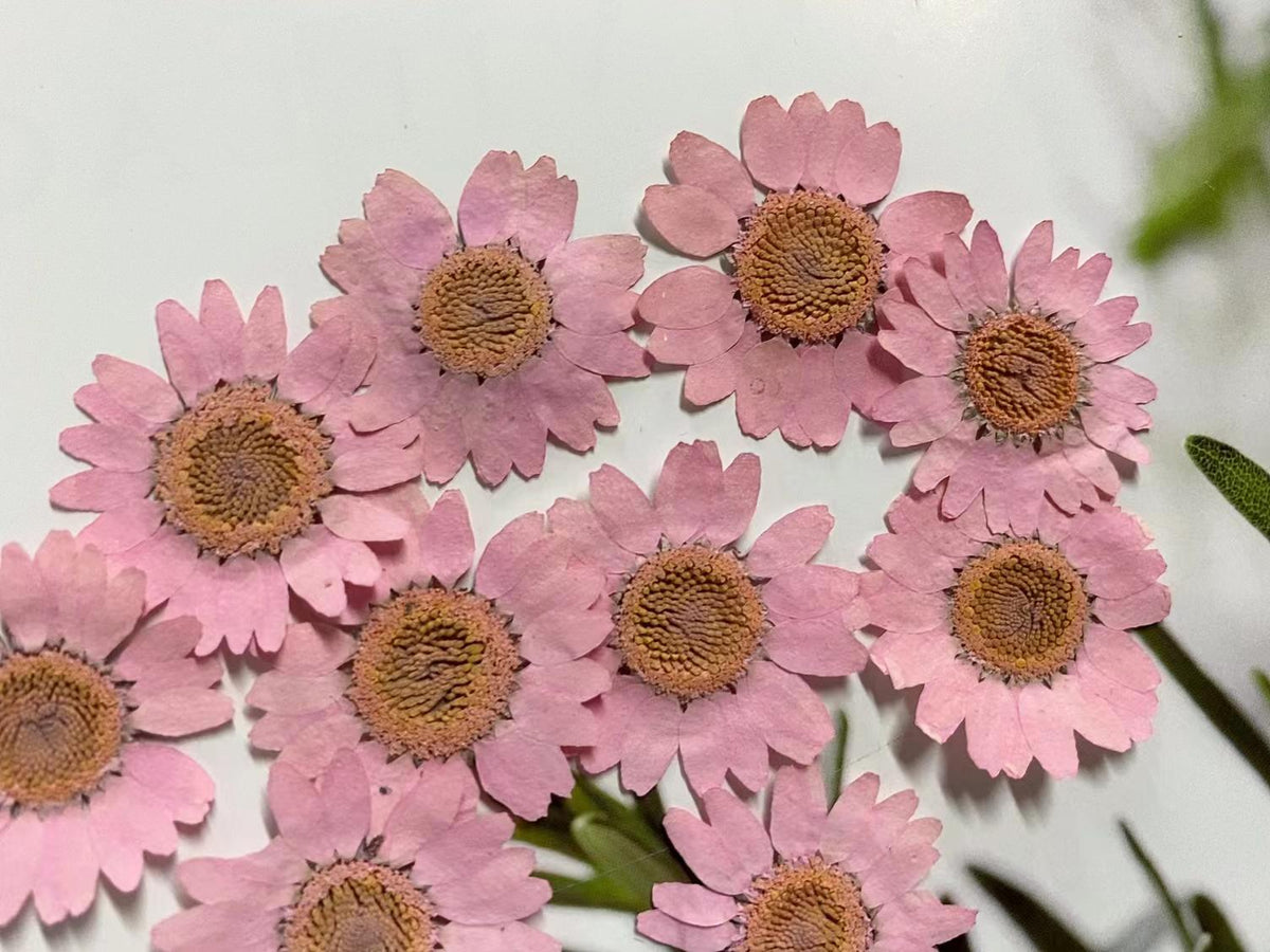 Pink Pressed Chrysanthemum Flowers: Resin Art Supplies, 12 PCS