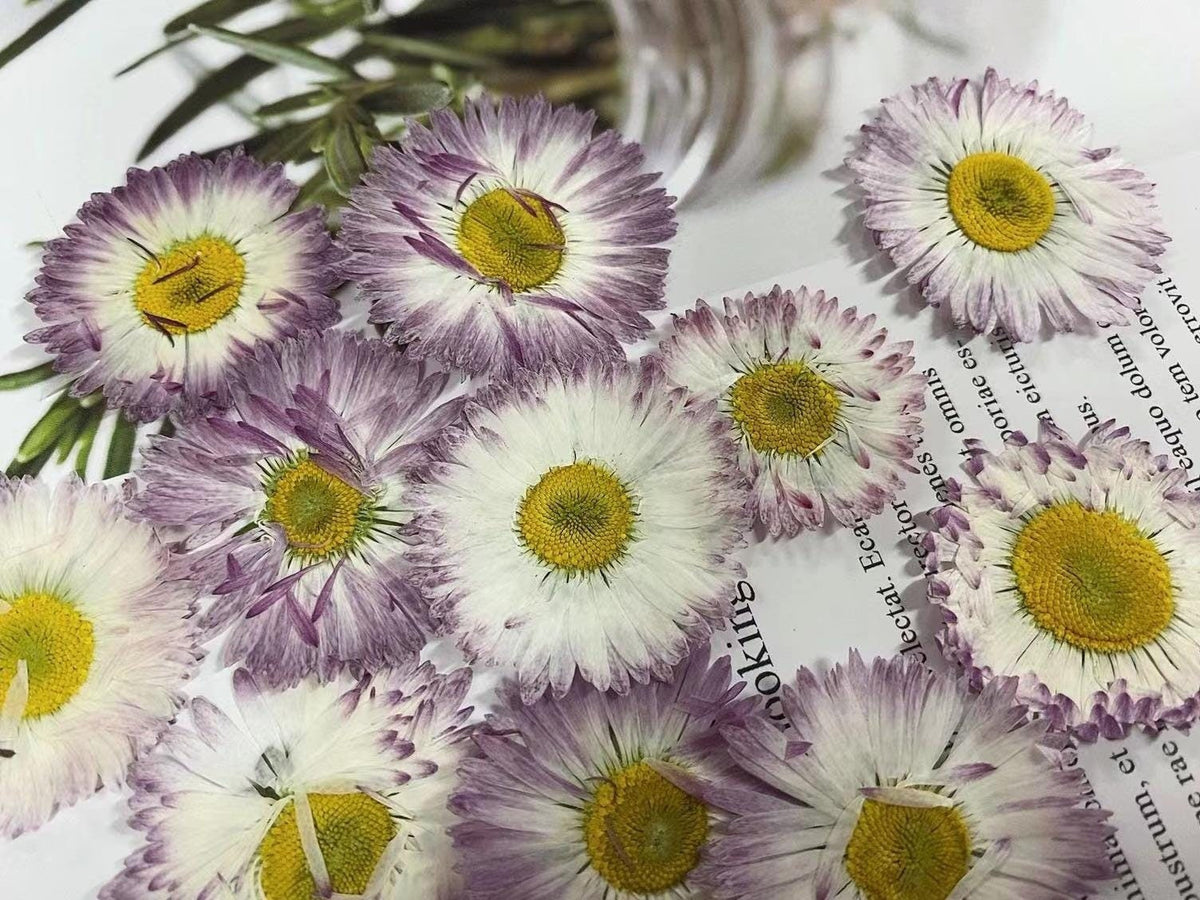 pressed Daisy flowers,A Pack of 6 PCS dried Pressed flowers,dried flower,Real Dried Pressed flowers,Big Purple,White Daisies
