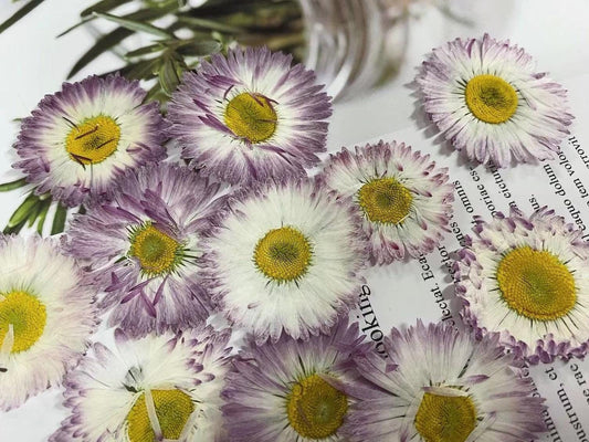 pressed Daisy flowers,A Pack of 6 PCS dried Pressed flowers,dried flower,Real Dried Pressed flowers,Big Purple,White Daisies