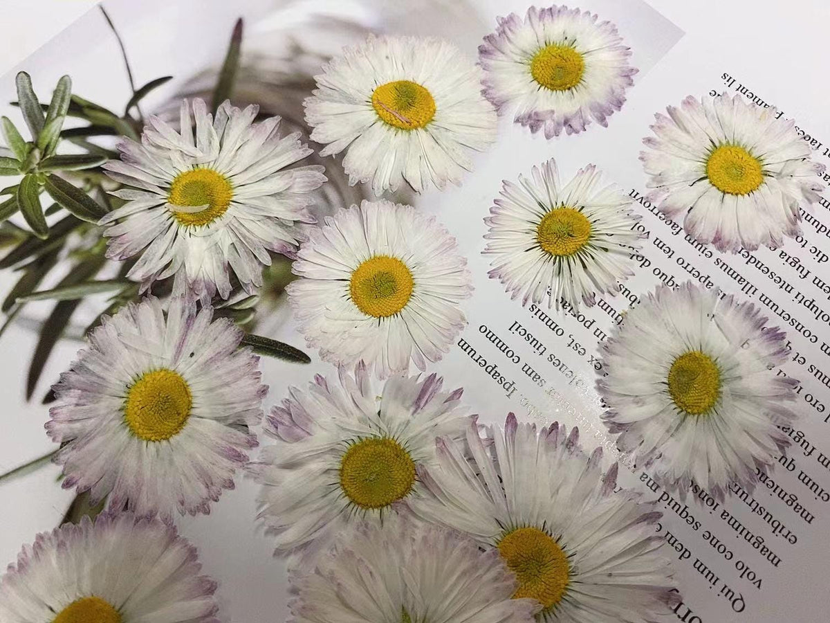 Larger pressed Daisy flowers,White Daisies 6 PCS /Pack dried Pressed flowers,dried flower,Real Dried Pressed flowers,Purple,White Daisies
