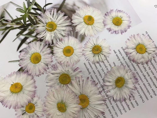 Larger pressed Daisy flowers,White Daisies 6 PCS /Pack dried Pressed flowers,dried flower,Real Dried Pressed flowers,Purple,White Daisies