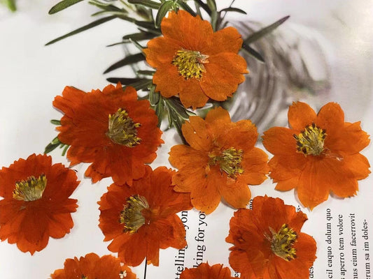 Orange Pressed Flowers, Natural Dried Petals, Resin Crafts (6 PCS)