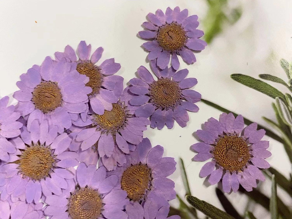 Purple Chrysanthemum Pressed Flowers - Resin Art Supplies (12 PCS/Pack)