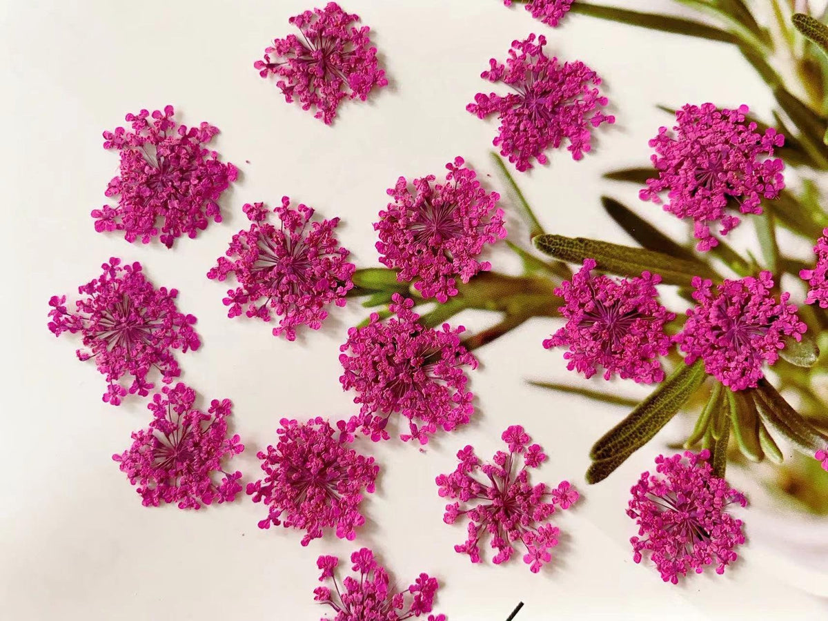 Pressed Rose Lace Flowers: Dried Flat Wildflowers, 12 Pcs dry flower,Pressed flowers