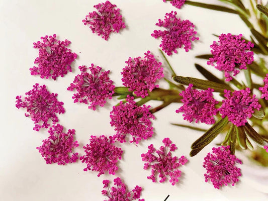 Pressed Rose Lace Flowers: Dried Flat Wildflowers, 12 Pcs dry flower,Pressed flowers
