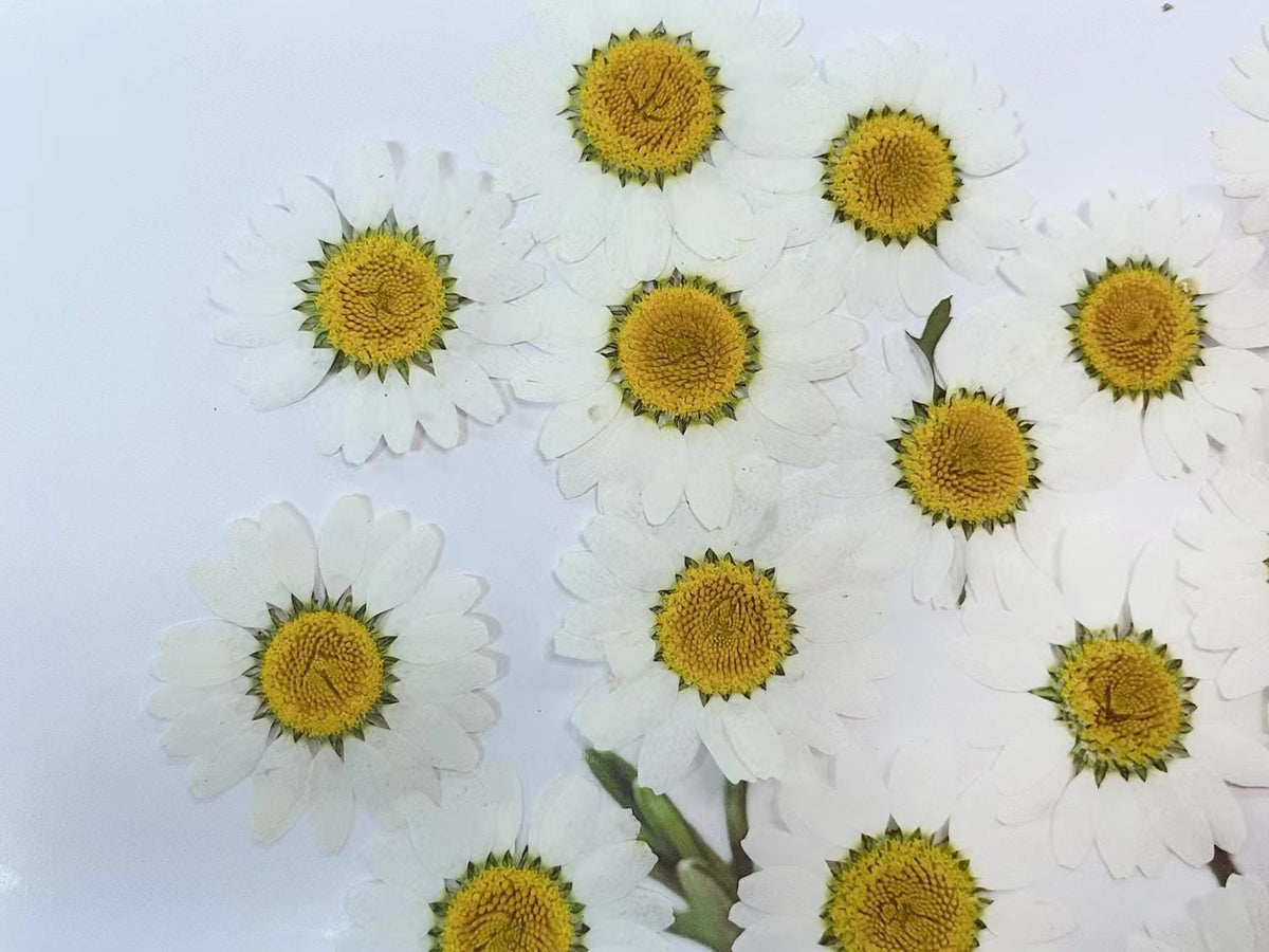 Pressed White Daisy (3 sizes) 12pcs/pack small Dry Flower Preserved White Daisies Dried Flat Wild flowers (2-2.5cm) (2.5-3cm) (3-3.5cm)