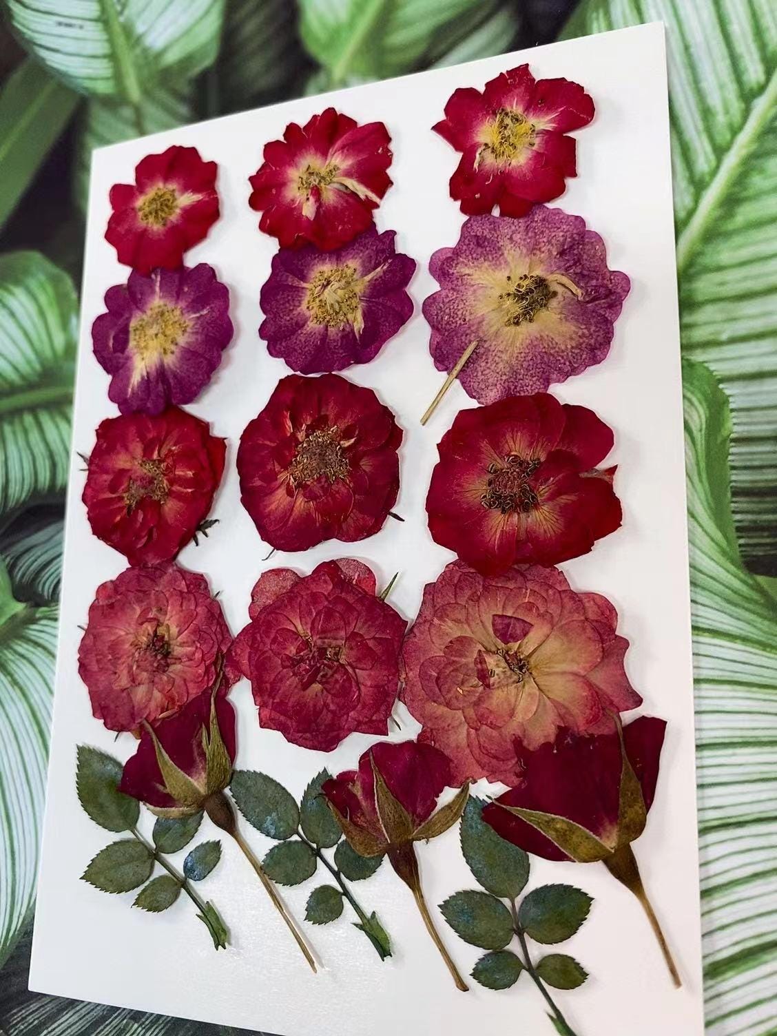 Pressed Red Rose Flowers: 18 PCS Real Dried Roses