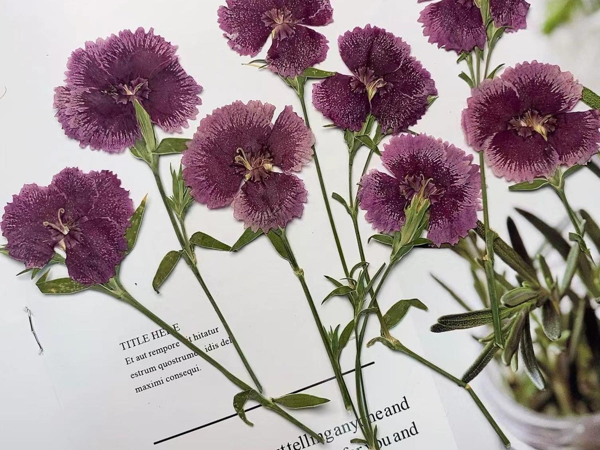 Pressed China Pink Dianthus Flowers, Dried Flowers (8 pcs/pack)