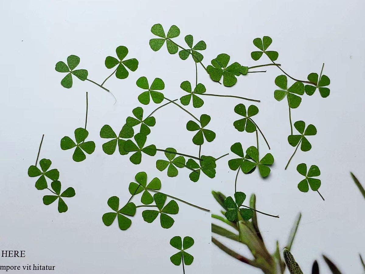 Pressed Leaves 12 PCS/Pack Real Pressed Leaves,Dried Pressed Flower Green Dry leaf, Green leaf,dry leaf(1.5-2cm)