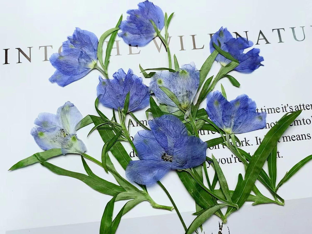 Resin dried flower,Pressed flowers,6 PCS/Pack Dried Pressed blue Flower,flower Stems Real Pressed  Flowers,dried flower