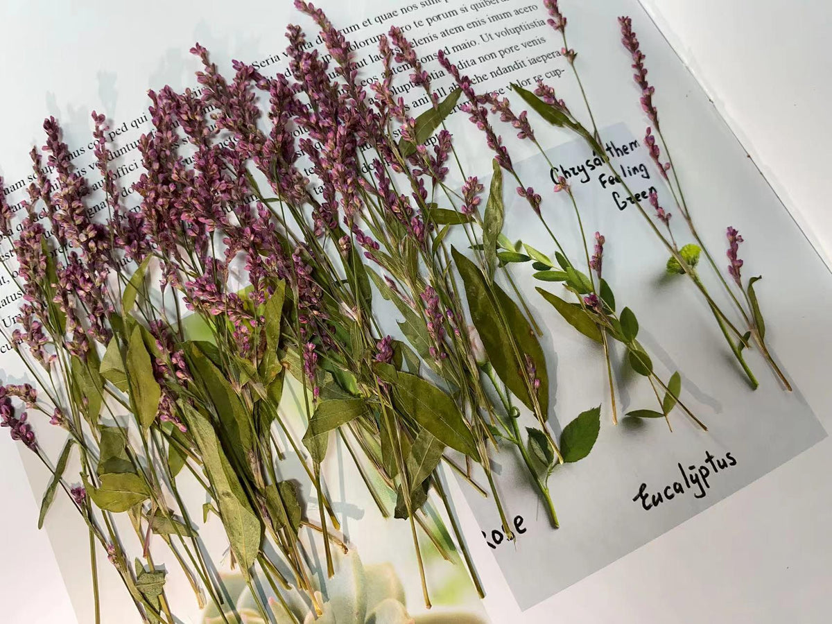 Pressed Dried Flowers,12 PCS/pack,Purple red Knotweed Flower Stem Real Pressed Flowers,Dry Natural Preserved Flowers Stems Flat Flower Stems