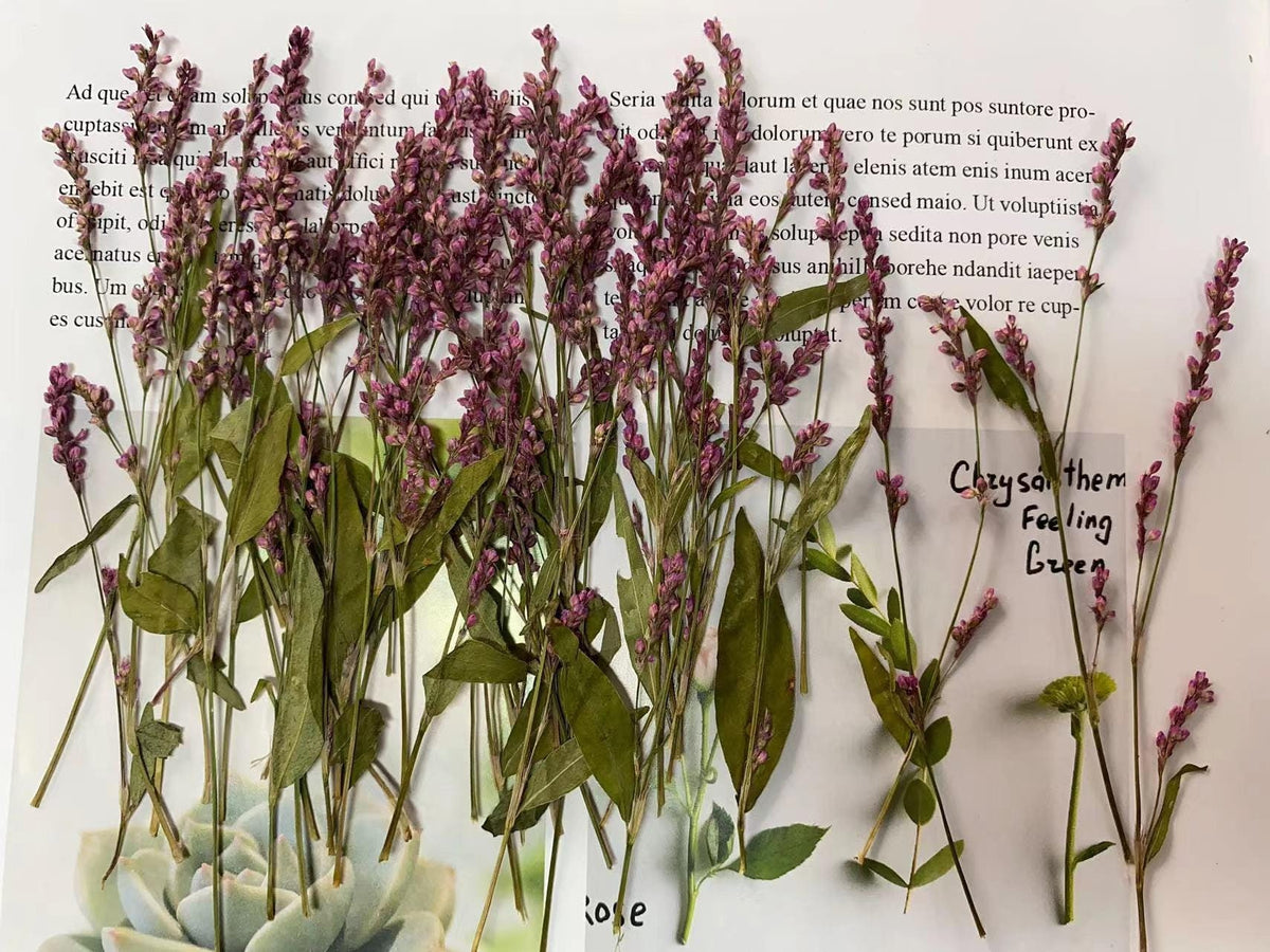 Pressed Dried Flowers,12 PCS/pack,Purple red Knotweed Flower Stem Real Pressed Flowers,Dry Natural Preserved Flowers Stems Flat Flower Stems