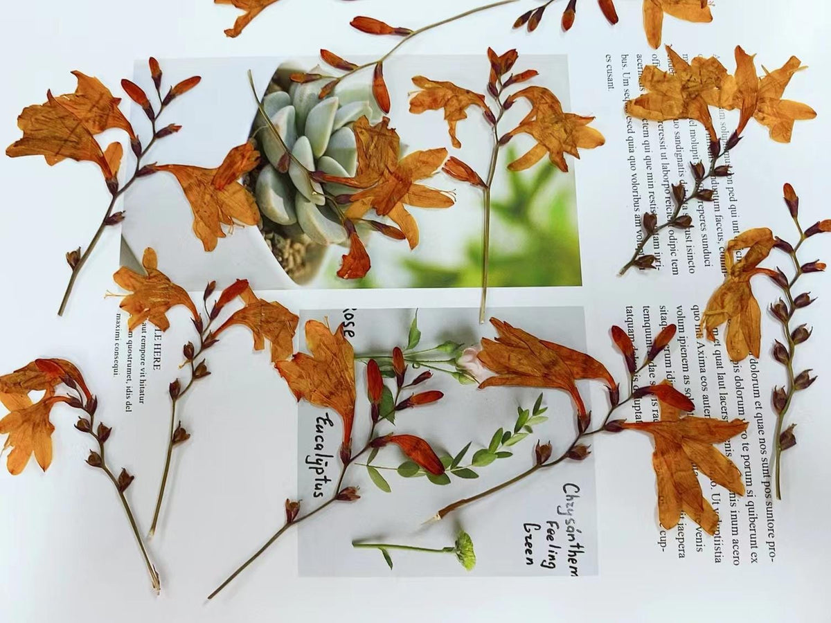 Orange Pressed Flame Orchid Flowers: Petal Floral, Bulk Dry Flower (6 PCS/Pack)Pressed dry flowers