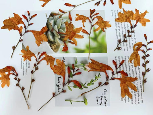 Orange Pressed Flame Orchid Flowers: Petal Floral, Bulk Dry Flower (6 PCS/Pack)Pressed dry flowers