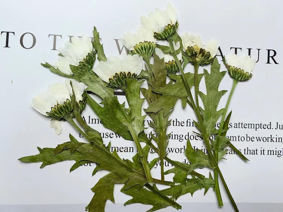 Pressed White Daisy Chrysanthemum, Dried Flower Set (10pcs)